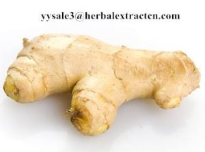 Buy cheap Ginger Extract,Black ginger Extract, Gingerol 5% 6% HPLC, 10:1, CAS No.: 1391-73-7, blood stimulant and cleansing,nature product