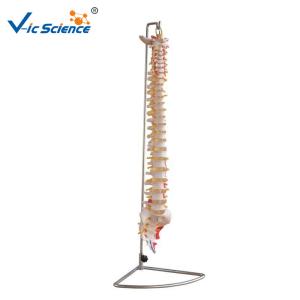 Buy cheap Medical Science Teaching 7kgs Anatomical Skeleton Model Vertebral Column With Painted product