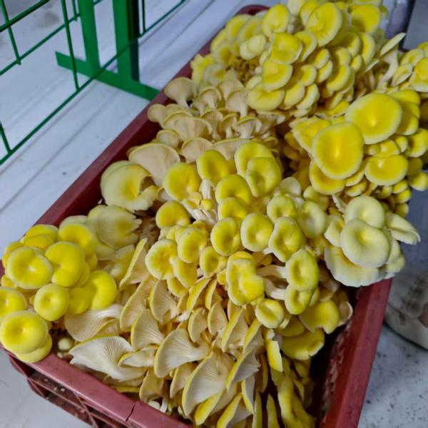 Quality Versatile Mushroom Cultivation For Efficiently Handling Large Quantities for sale