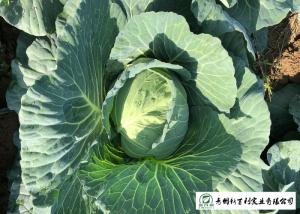 Japan Standard Flat Head Cabbage Own Plantation Supply To Salad Factory