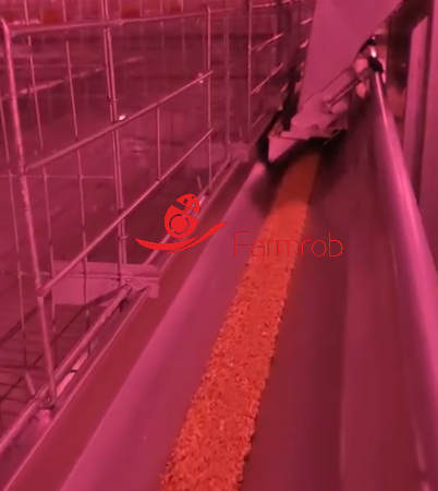 Reliable and Even Feeding 8 tiers Layer Chicken Cage System Fine Management