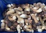 HACCP Delicious IQF Frozen Wild Cultivated Boletus Edulis