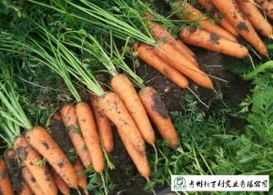 Buy cheap Multipurpose Orange Carrot Contain Hypoglycemic Substances Easy Store product