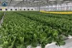 NFT Hydroponic Gully System For Leafy Greens Cultivation