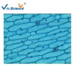 Medical Science Biological Ready Made Microscope Slides Set 50pcs