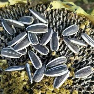 Buy cheap Experience the Benefits of Sunflower Seeds T5 in Your Business product