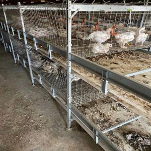 Buy cheap Baby Chicks Cage With Full Automatic Poultry Drinking System product