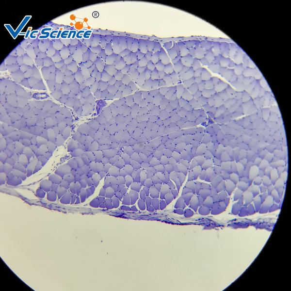 Quality High Performance Histology Lab Slides 30 Pcs  EU Standard Glass Material for sale