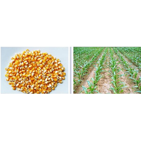 manual corn seeder, corn planter