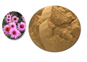 China Purple Coneflower Dry Natural Herbal Extract Containing Min 4% Polyphenols on sale