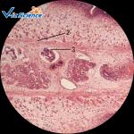 Students Set 25.4mm X 75.2mm Prepared Microscope Slides
