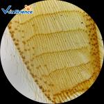 High Performance Prepared Prepared Slides For Biology VIC26 100pcs