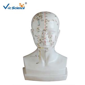 Buy cheap Medical Model Human Head Acupuncture Model for Teaching Mode product