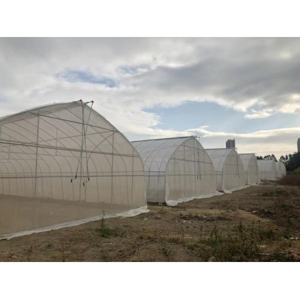 Hot Dip Galvanized Pipe High Tunnel Greenhouse Customizable Agriculture Greenhouse