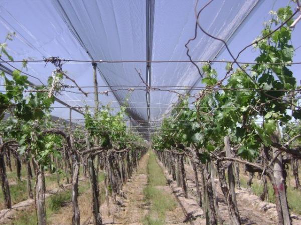 Quality High Strength Plastic Anti Hail Netting For Vineyard / Grape , Custom for sale