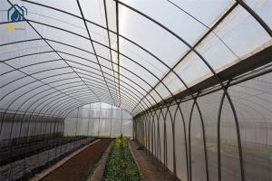 China Customizable Tunnel Multi Span Greenhouse 5m - 12m Width With Drip Irrigation System on sale