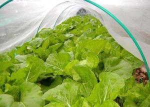 China 50X35 Plastic Wire Mesh 100g/M2  Anti Insect Net For Greenhouse on sale