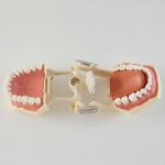 Light Medical Teaching Dental Study Models With DP Articulator VIC-A7