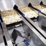 380V Jumbo Akbari Pistachio 8 Exits Nuts Sorting Machine For Grading And Sizing
