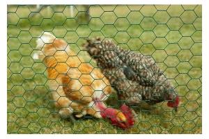 Buy cheap hexagonal wire netting,Chicken Wire Mesh,Galvanized Hexagonal Wire Netting product