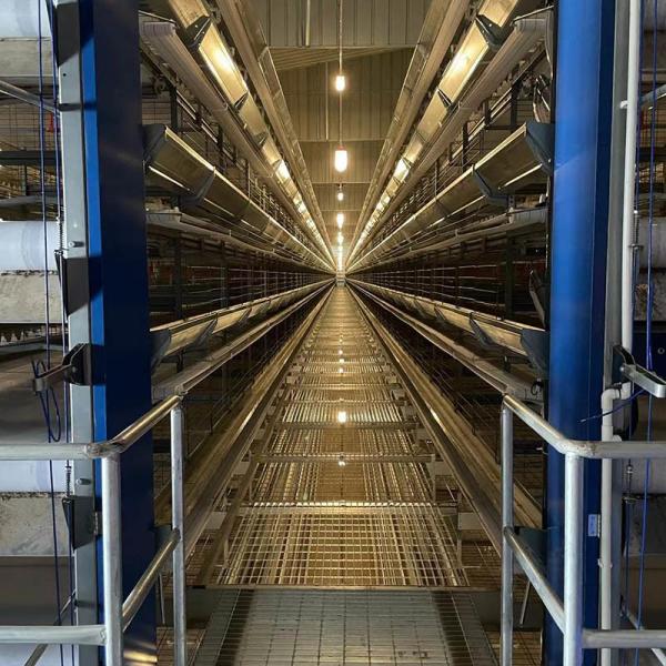 Quality H Frame Layer Chicken Cages 25.5'' Depth Broiler Battery Cage System for sale