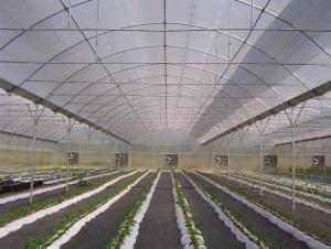 Buy cheap Water Saving Commercial Hydroponic Greenhouse Easy Manage Without Regional Restrictions product
