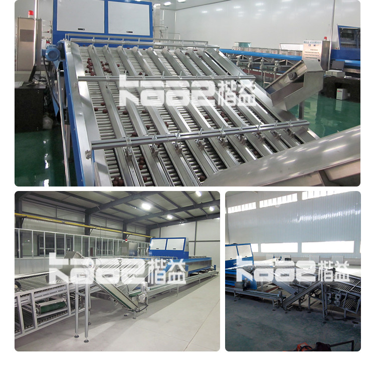 Citrus pear Orange Juice SUS304 Automatic Fruit Sorting Machine adopting computer vision