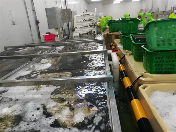 Quality SUS304 Stable Fish Processing Machine Waterproof for Prawn Cleaning for sale