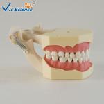 Light Medical Teaching Dental Study Models With DP Articulator VIC-A7