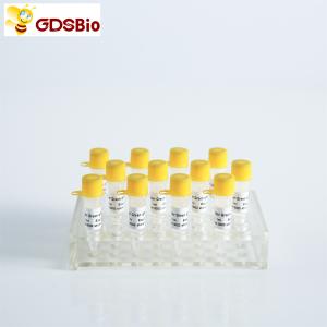 Power Green qPCR Mix with ROX for ABI Roche DNA real time PCR