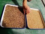 3t/h 4 Chutes Multi Grain Sorting Machine for Barley Wheat