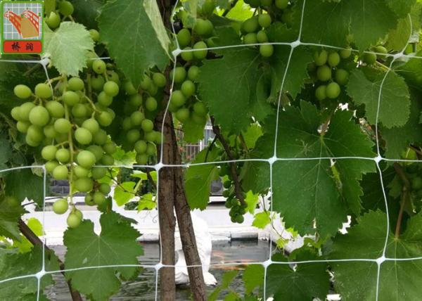 Quality BOP Agricultural Netting White Color , Garden Netting For Climbing Plants for sale