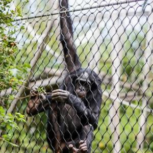 Buy cheap Stainless Steel Flexible Wire Mesh Netting Parrot Aviary Bird Netting product
