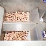 360 Degree Rotational Scanning Lotus Seed Sorting And Grading Machine 8 Channels