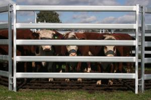 China Powder Coated 5 Rails Heavy Duty Cattle Panel With Round Pipe on sale