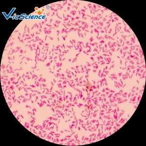 Buy cheap 30pcs Microscope Glass Slides / Prepared Bacteria Slides Microbiology Examination Use product
