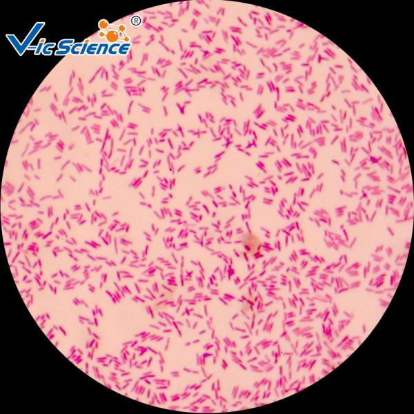 30pcs Microscope Glass Slides / Prepared Bacteria Slides Microbiology Examinatio