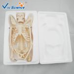 45cm Mini Anatomical Skeleton Model Anatomically Correct Skeleton 3d Model