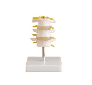 Buy cheap Lumbar Set 3 Pcs Anatomical Skeleton Full Size VIC-117 For Simulation Training product