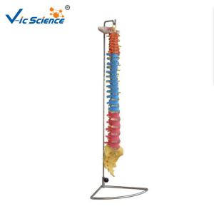 Buy cheap Didactic Vertebral Column PVC Anatomical Skeleton Model product