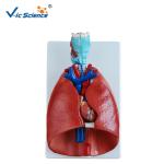 Teaching Human Anatomical Model Larynx Heart And Lung Model VIC-320