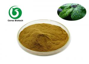 China Mint Flavor Powder 80 Mesh Peppermint Extract Powder on sale