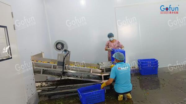 Energy-saving Citrus Processing Line Essential Oil Extraction From Peel Juice