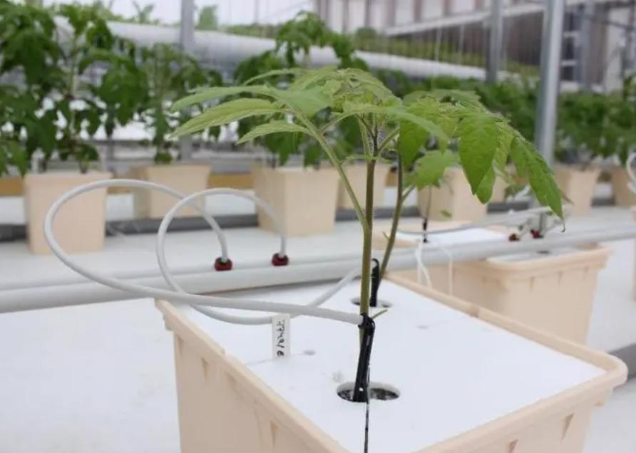 Hydroponic System Container Greenhouse for Vertical Farming Features