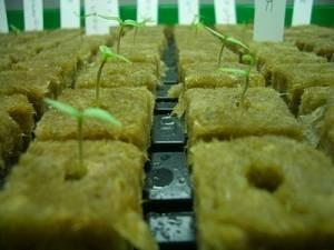 Quality Water Absorption Hydroponic stonewool Cubes , 80kg/m3 stonewool Base for sale