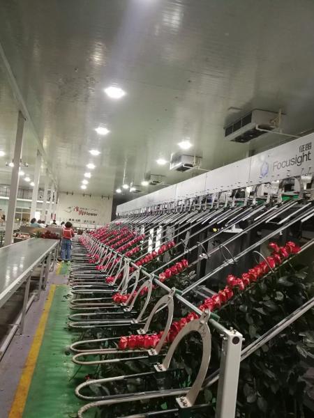 Quality Flower Sorting Automated Focusight Inspection Machine for sale