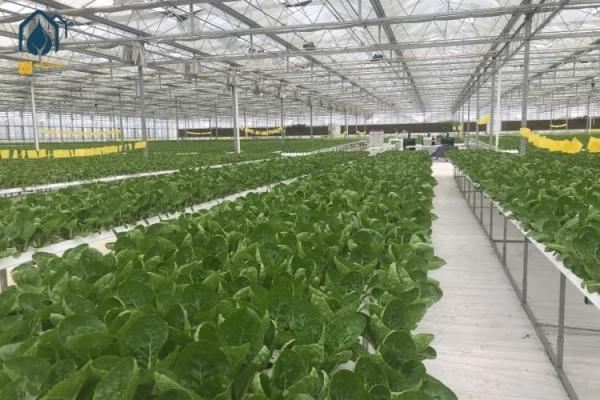 Quality NFT Hydroponic PVC Growing Pipes System For High Yield Lettuce Cultivation for sale