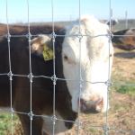 Cattle net pasture fence angle iron post guardrail net circle cattle net