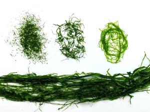 Fine-Milled 150g Deep Green Prolifera Seaweed Powder For Baking  Seasoning