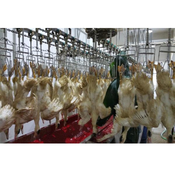 Quality Professional Broiler Poultry Abattoir Equipment Customized Quail Slaughter Machine for sale